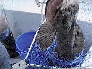 Ling Cod